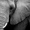 Elephant in the room?